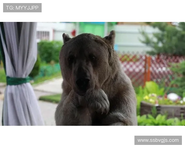俄罗斯国家队“熊军团”近期表现稳健，竞争力持续提升